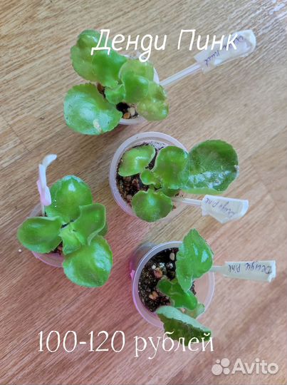 Детки сортовых фиалок