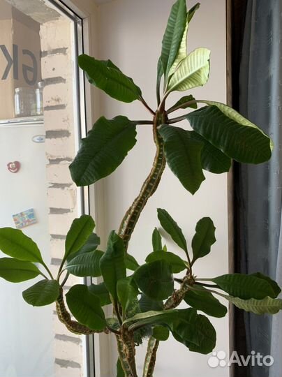 Эуфорбия пальма, Молочай