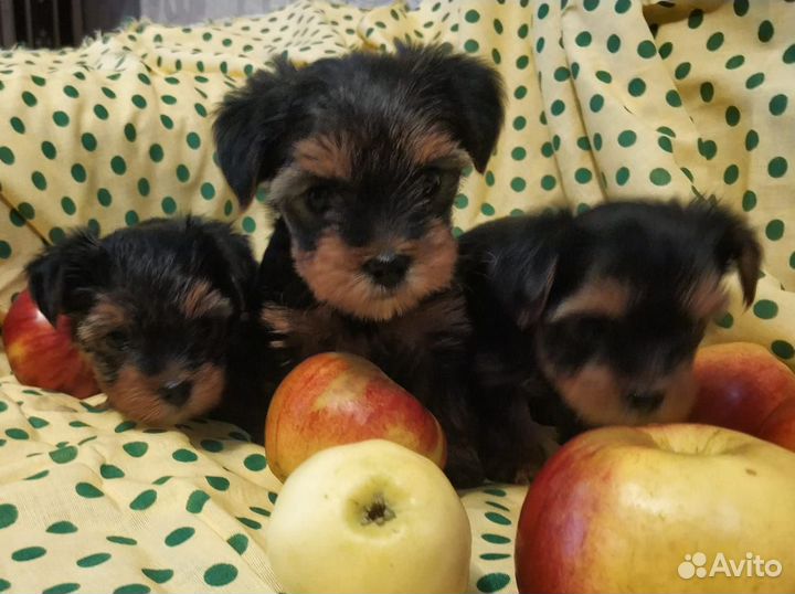 Йоркширский терьер