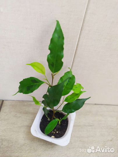 Фикус бенджамина голден моник