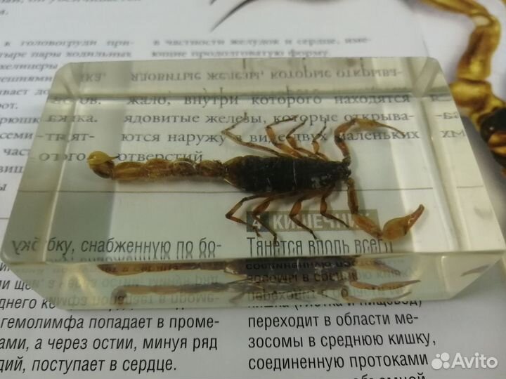 Маньчжурский золотой скорпион (Deagostini)