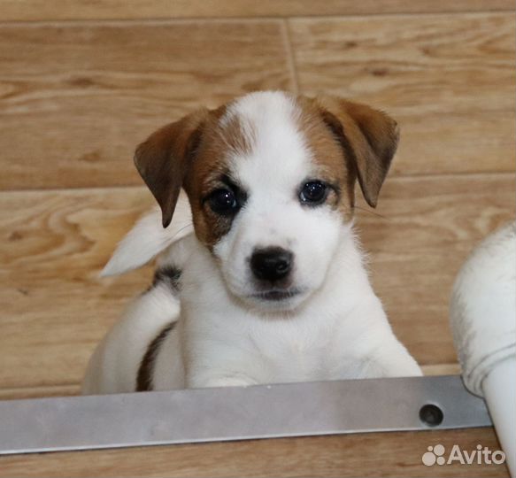 Джек Рассел терьер