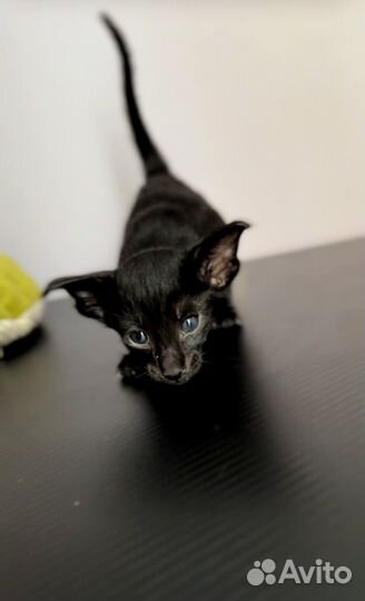 Ориентальная