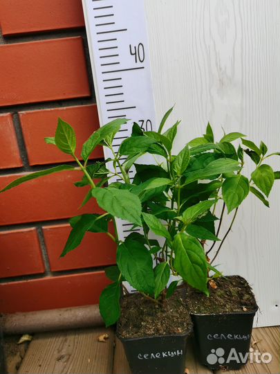 Набор метельчатые гортензии