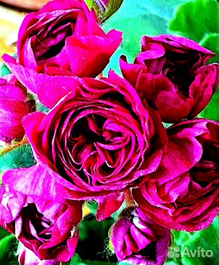 Пеларгонии сортовые