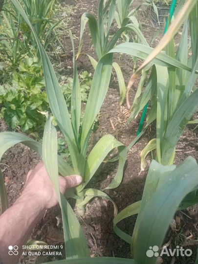 Лукочеснок Рокамбуль