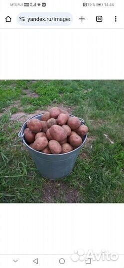 Продам картофель домашний
