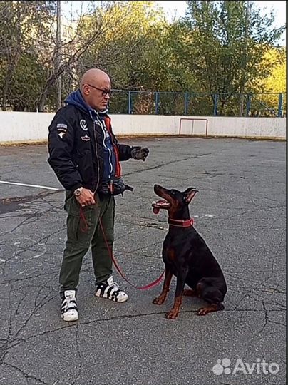 Кинолог, дрессура и воспитание собак