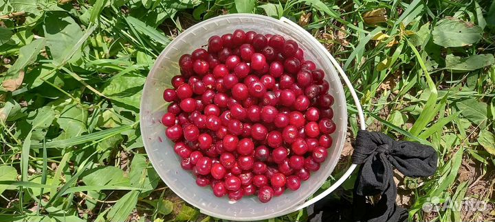 Вишня(только самовывоз)