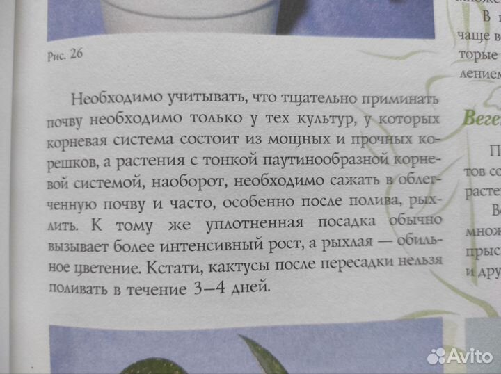 Комнатные растения Бурлуцкая