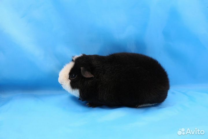 Морские свинки Американский Тедди