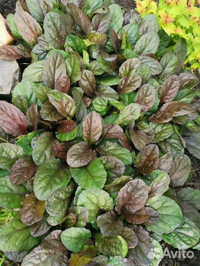 Многолетники для сада