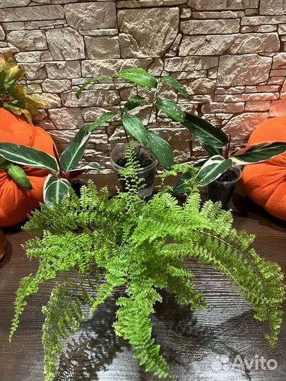 Строманта, Драцена Годсефа