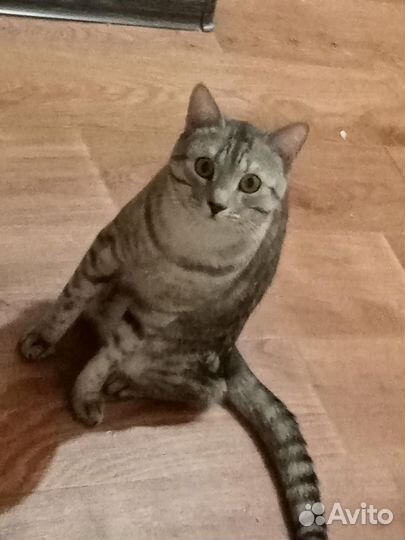 В добрые руки