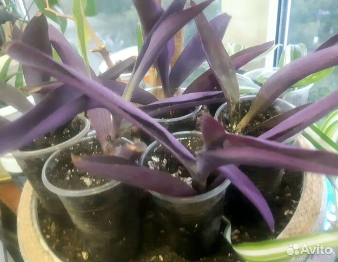 Традесканция фиолетовая