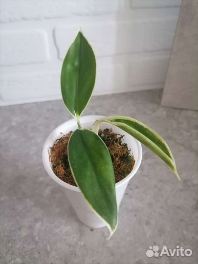 Аглаонема yok kanchana/вайт лайм