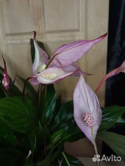 Спатифиллум беллини мейк ап пинк