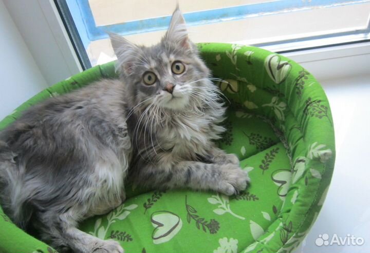 Передержка животных(зоогостиница)