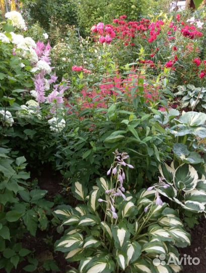 Хоста Медиовариегата