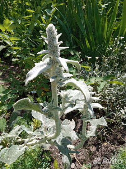 Растения для сада и дома