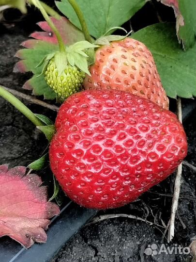 Свежая клубника