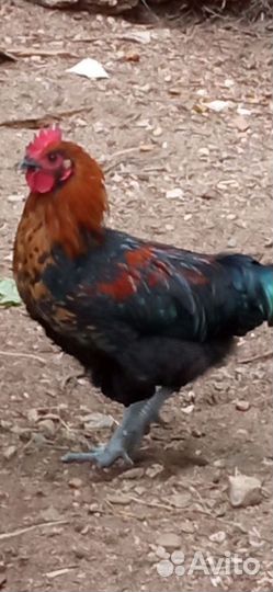 Молодые петушки