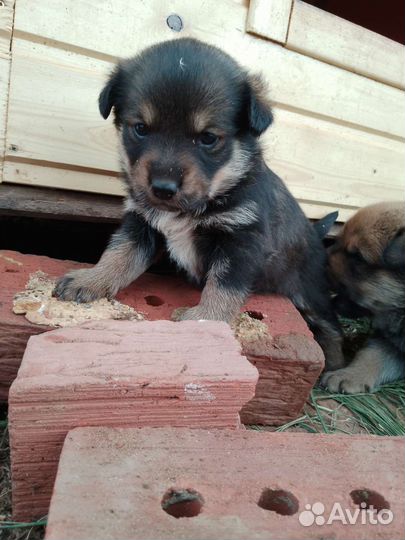 Щенки