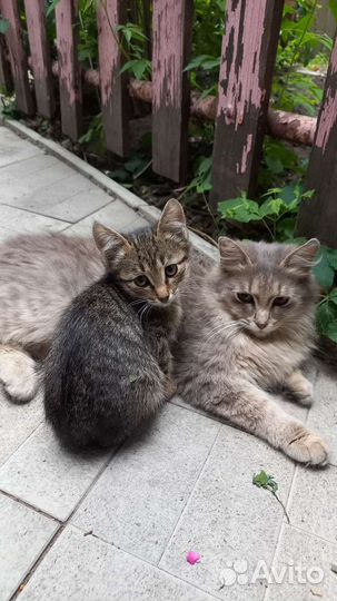 Котята в добрые руки