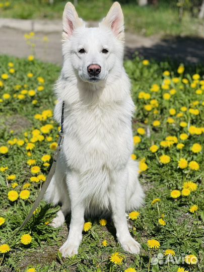 Вязка Белая швейцарская овчарка (бшо)