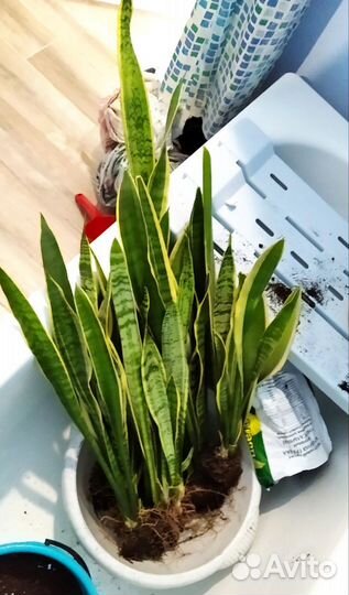 Сансевиерия (отростки)