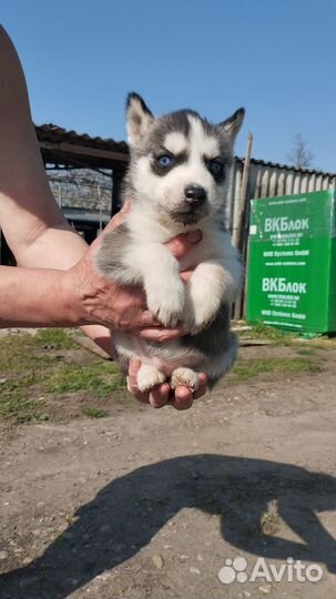 Щенки сибирской хаски