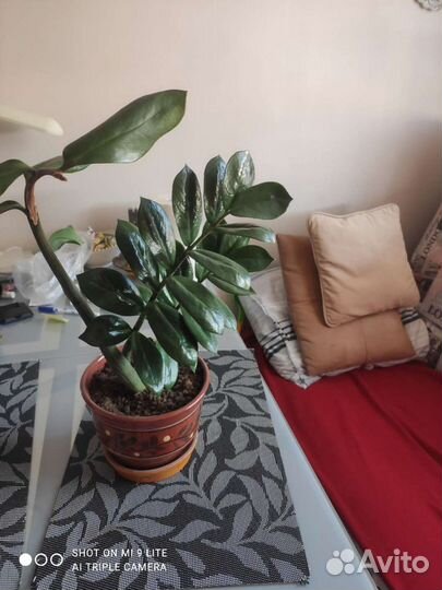 Замиокулкас комнатное растение