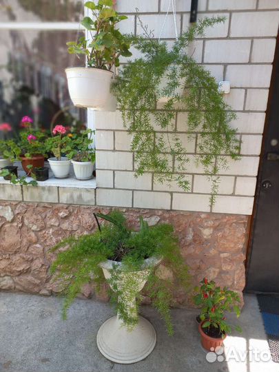 Аспарагус мейера