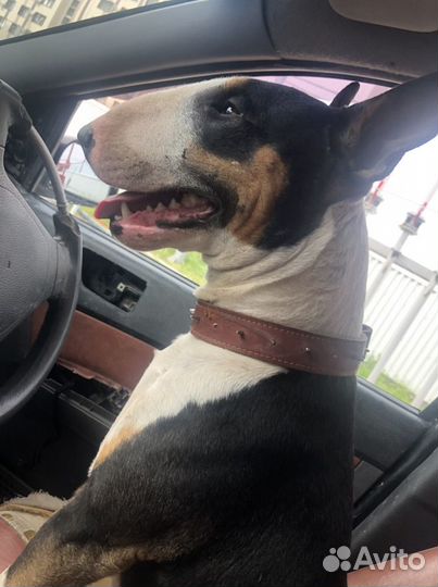 Стандартный бультерьер вязка