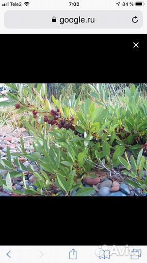 Вишнево сливовый гибрид Бессея