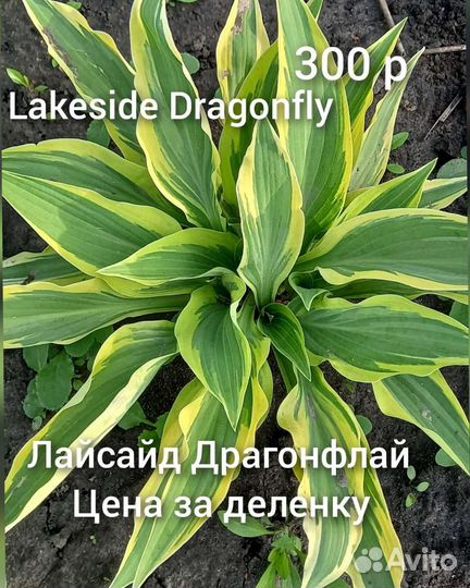 Многолетники для сада цветы