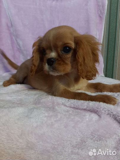 Щенки кавалеров