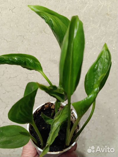 Сциндапсусы и эпипремнумы