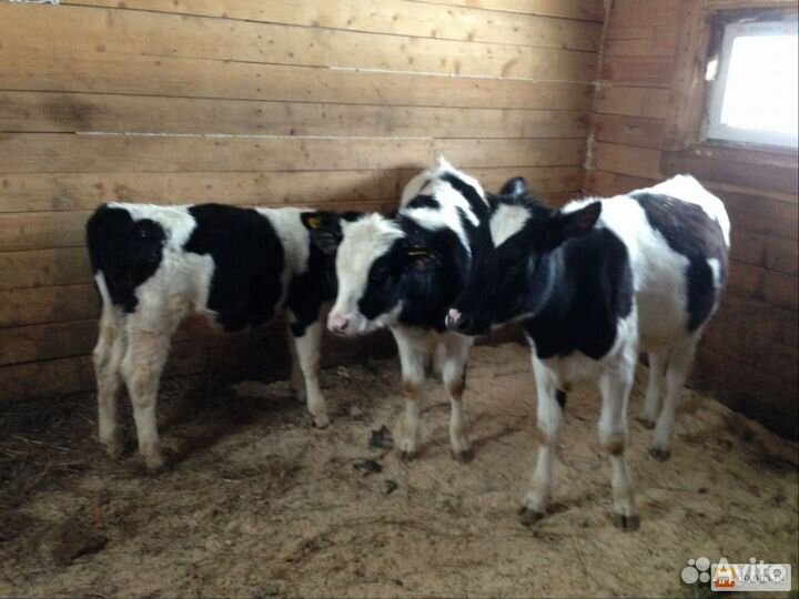 Продам телят