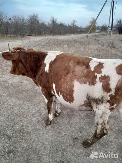 Корова дойная