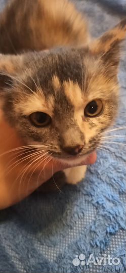 Котята донского сфинкса
