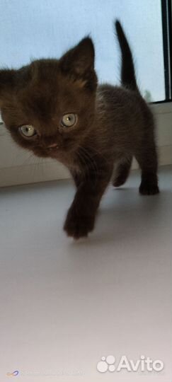 Кошки бесплатно