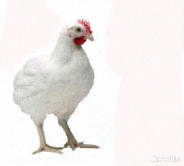 Домашняя птица