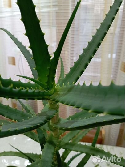 Алоэ лечебный 6 лет