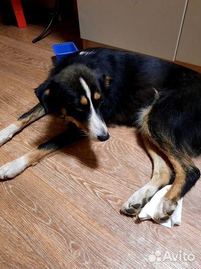 Собака в добрые руки