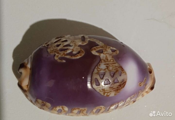 Ракушка Каури Водолей