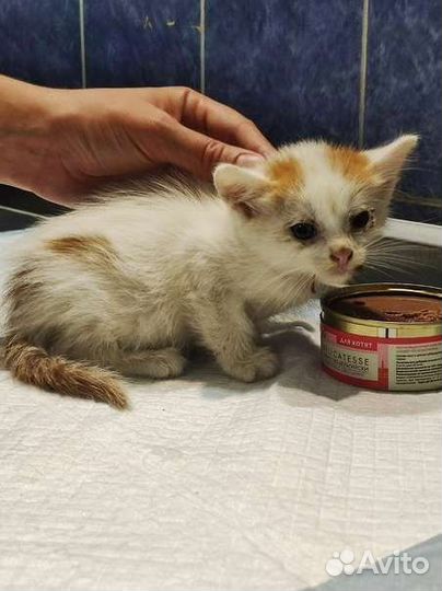 Кошка и котята