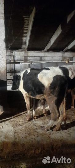 Коровы и телки стельные