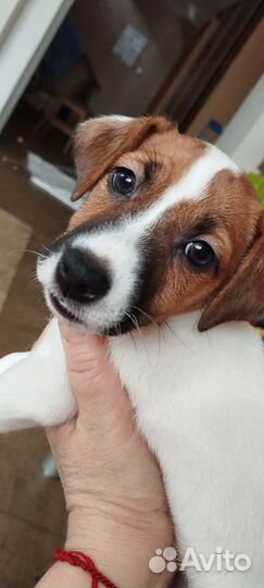 Щенки джек рассел терьер гладкошерстный