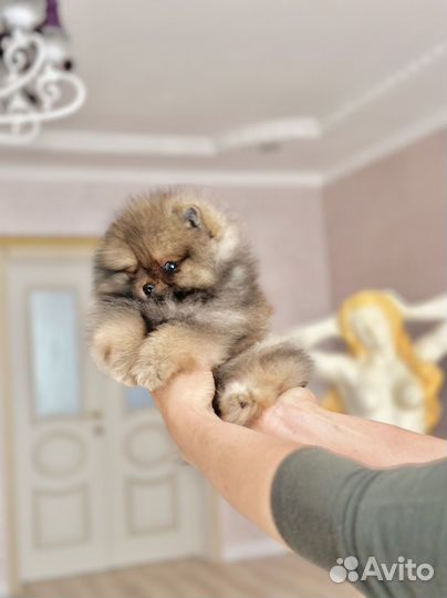 Померанский шпиц мини мишка